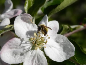 Ogród przyjazny pszczołom